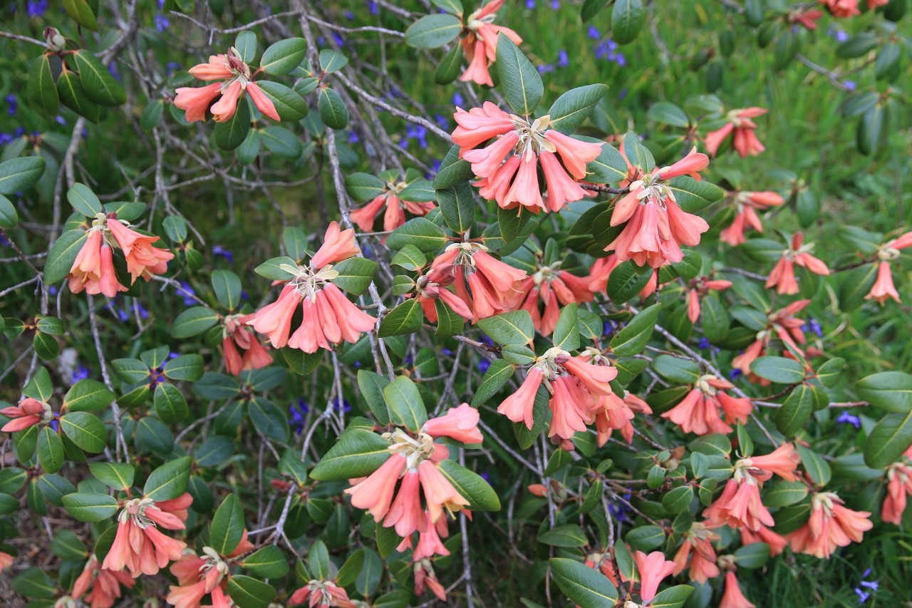 R. cinnabarinum ssp. cinnabarinum